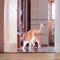 『猫が家から脱走』後を追って"緊急確保"したら…まさかの『ブチ…