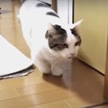 猫ちゃんの気まぐれ"とってこい"が激カワ！