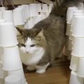 紙コップチャレンジ！巨大迷路にワクワクする猫ちゃんたち