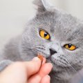 猫への『おやつの与え方』で起こりうるトラブル3選　量の目安や与えるタイ…