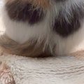 生後2週間ほどの『小さな子猫』を保護…1か月半後の『尊い光景』に2万…