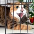 『凶暴な野良猫を迎え入れて100日間の記録』真剣に向き合った日々に13…