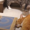 『無理かにゃ？』ダンボールチャレンジに苦戦する猫ちゃん！