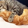 【赤ちゃんじゃないにゃ！】兄猫にお世話される猫さんが話題に