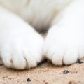 猫が自分の手をギュッと握りしめるのはどんな気持ちの時？