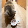 猫カフェで『猫のおやつ』を"放置"したら『誰が一番最初に…