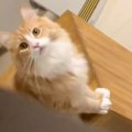 猫に『行ってきます』と言ったら…全力で阻止しようとする姿が愛おしす…