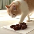 『それはかりんとうだ！』大きな勘違いした猫さんが話題♡