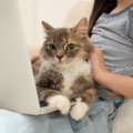 猫が『無視されたニャ…』と思ったときにする行動4選　スルーされると…