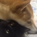 『1170万人が感動』猫が好きすぎて離したくない柴犬、相思相愛な姿に…