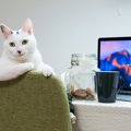 猫が飼い主を『見下しているとき』にする行動3選