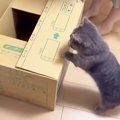 『猫の手も借りたい…』引っ越しの準備をしていたら、猫が…まさかの『…