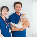 猫の『寿命が延びる』4つの方法って？今すぐ見直すべき改善ポイント