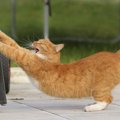 猫が伸びる『体の仕組み』と4つのタイミング