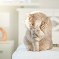 猫が『冬便秘』になりやすい5つの理由と対策