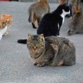 人懐っこい野良猫がいるのはどうして？