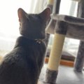 LAYLAの１２猫占い【4/6～4/12】のあなたと猫ちゃんの運勢