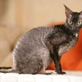 【獣医師監修】コーニッシュレックスってどんな猫？特徴や性格から飼う前…