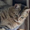 保護されてから1か月が経った猫→キャットタワーの上で…リラックスしす…