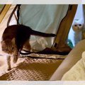 「猫ちゃん乱入！？」憧れのテント生活をしていたら猫ちゃん達も入っ…