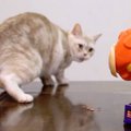 今日の器は変わり種！猫ちゃんの番犬ガオガオチャレンジ