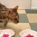 猫ちゃんは高級肉と安いお肉どっちに食いつくかな？