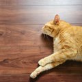 猫が『フローリングの床』で起こすトラブル3つ　事故やケガの危険性から予…