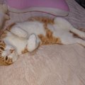 飼い主の布団で寝る猫の心理５つ