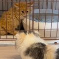 『新入り子猫との初対面で威嚇する先住猫』たったの数日で起こった変…