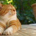 猫好きが思わずうらやむ『猫の能力や習性』4選　こんな生活を満喫してみた…