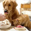 『334万再生』犬と猫に大盛りのご飯をあげてみたら…豪快すぎる食べっ…