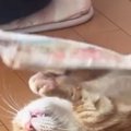 猫のことを『うちわ』でパタパタと『扇いであげる』と……笑ってしまう…