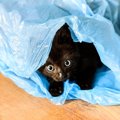 猫が好きな『紙袋・ビニール袋』に潜む3つの危険　命に関わる可能性も？安…