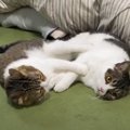 いつもより激しいバトル！親子猫の喧嘩の勝者は？