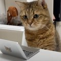 仕事を邪魔する猫に『ミニパソコン』を支給した結果…まさかの"行…