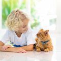 猫は飼い主を『大きな猫』と思ってる？猫の人間に対する認識5つ