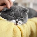 スコティッシュフォールドの大きさはどれぐらい？成猫と子猫でそれぞ…