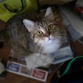 猫に『トラブル』を持ち込む飼い主の行動4つ