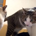 まさかのタイミング…！飼い主さんの上に乗りたい猫さんと遊びたい猫さん