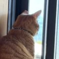 お隣さんのことが気になるネコ→毎日、朝から晩まで……微笑ましい光景に３万…