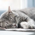 猫を長生きさせる『寝床』4つの条件　猫の快眠環境を整えて健康をサポ…