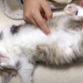 熟睡している子猫で遊んでみた結果…まさかの『可愛すぎる姿』が75万2000再…