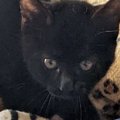 毛を逆立てて『やんのか』していた小さな子猫→成長すると…貫禄たっぷりな…