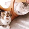 好きなのに！そばに行きたい！がんばる猫さん！