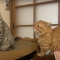 テクテク♪だいすきな猫ちゃんの後をついていく姿が可愛い