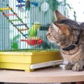 猫と同居させてはいけない『他の動物』4選　思わぬトラブルの可能性や避け…