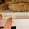レンジの上に乗った猫を降ろそうとする飼い主→よく見ると…『まさかの光景…