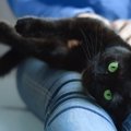 猫が飼い主に気を使うときに見せる6つの行動