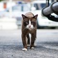 「どら猫」の意味は？「野良猫」との違いや語源を解説