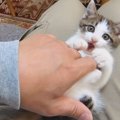 保護した子猫の『甘え方』が可愛すぎた結果…なかなか用事に立てない様…